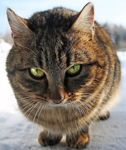Коты.