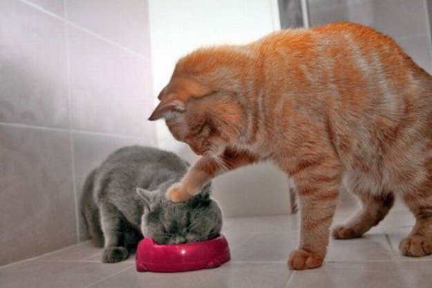 Коты.