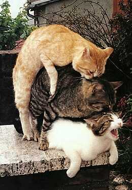 Коты.
