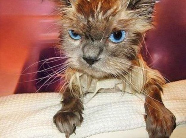 Коты.