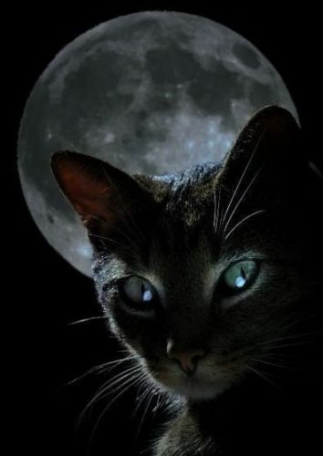 Коты.
