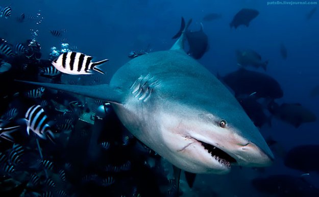 �������� ��������� ����������