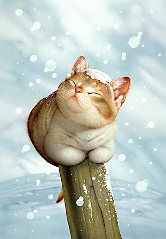 � ����� Makoto Muramatsu � ��� �������� ��������