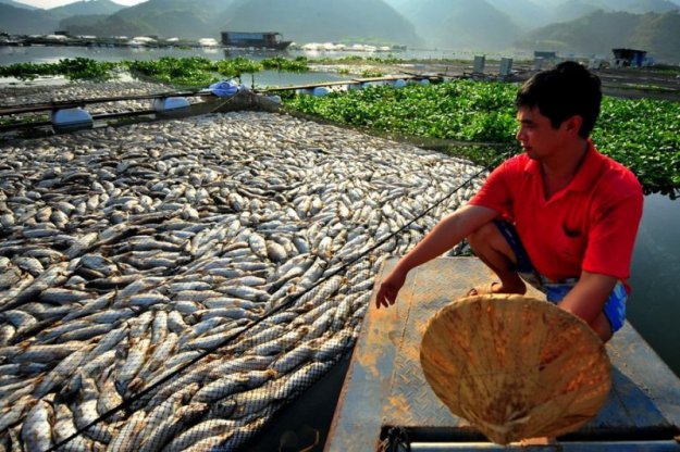 Массовый мор рыбы в Китае