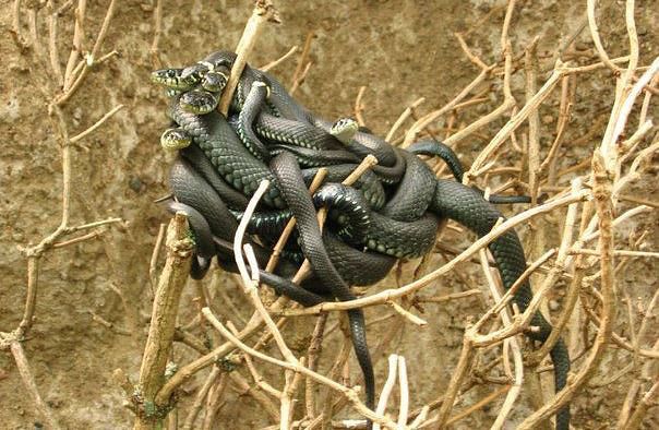 ������� ������� ���������