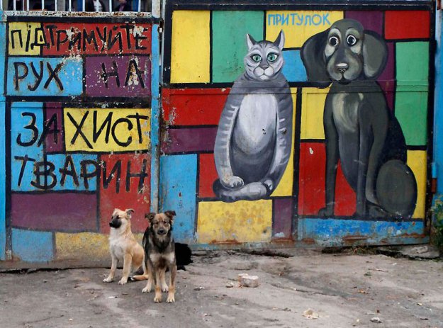 Приют для бездомных животных в Пирогово