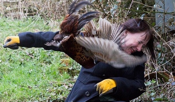 Агрессивный фазан не дает жизни британцам