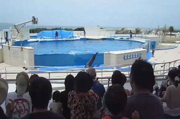В Японии дельфин случайно выпрыгнул из бассейна во время выступления