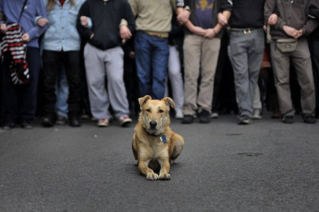 Собака Сосиска – борец за добро и справедливость