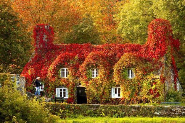 Осенние дома заросшие плющом