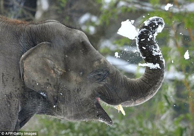 Слон играет в снежки