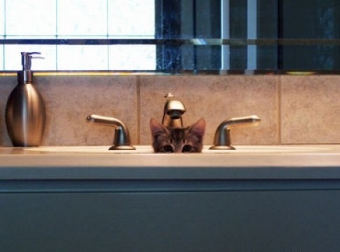 Котярки в засаде :)