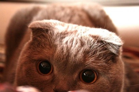 Котярки в засаде :)