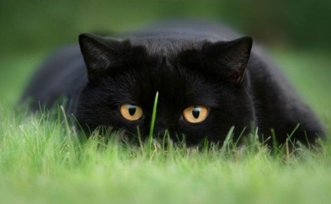 Котярки в засаде :)