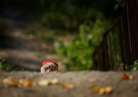 Котярки в засаде :)