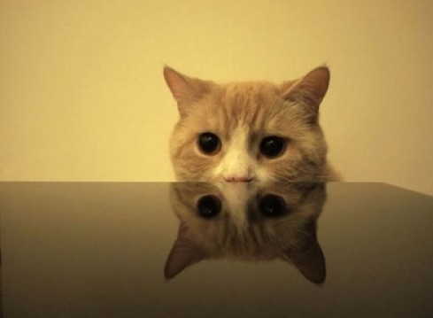 Котярки в засаде :)