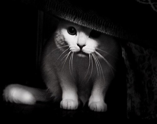 Котярки в засаде :)