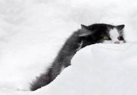 Котярки в засаде :)