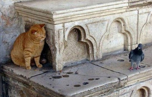 Котярки в засаде :)