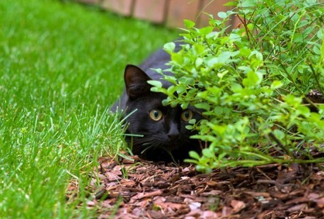 Котярки в засаде :)