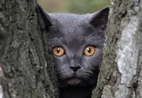 Котярки в засаде :)