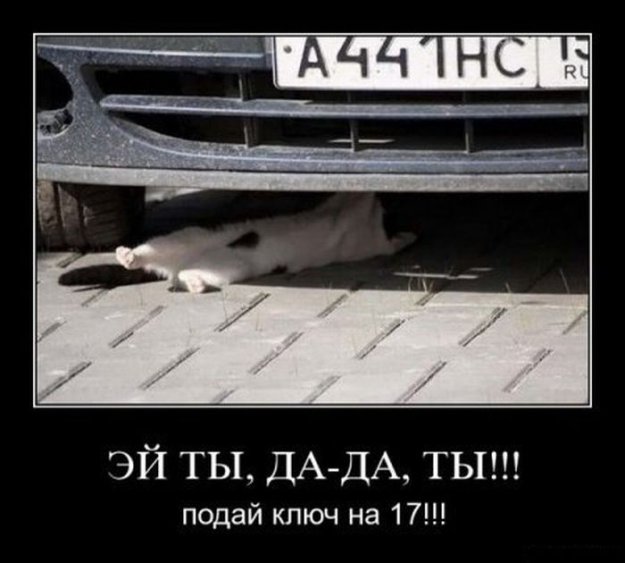 Размещенное изображение