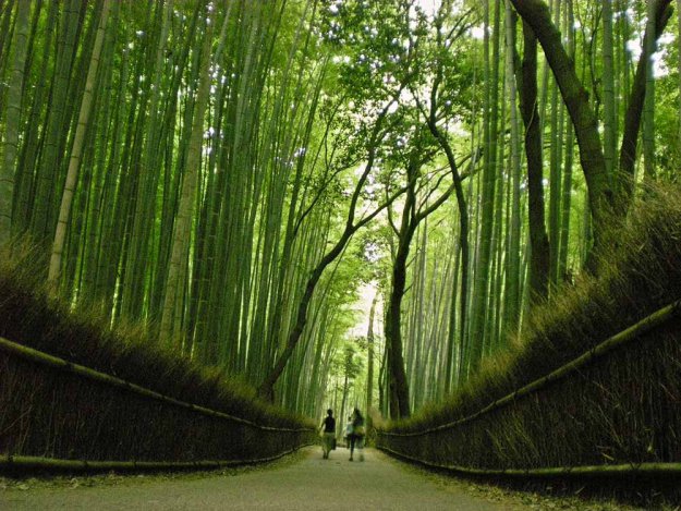 Бамбуковый коридор у подножья горы в Киото