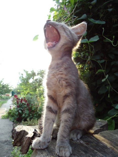 Котофеи) - Животные - Приколы - bigmir)net