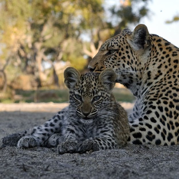 Три недели с детенышами леопардов