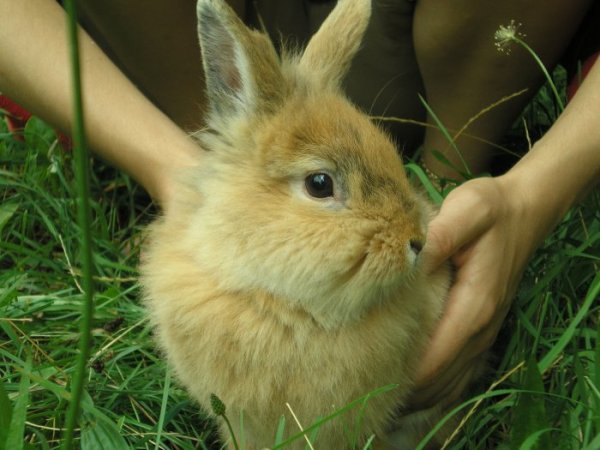 2-й пост про найвредніше і найгарніше кроленя у світі...