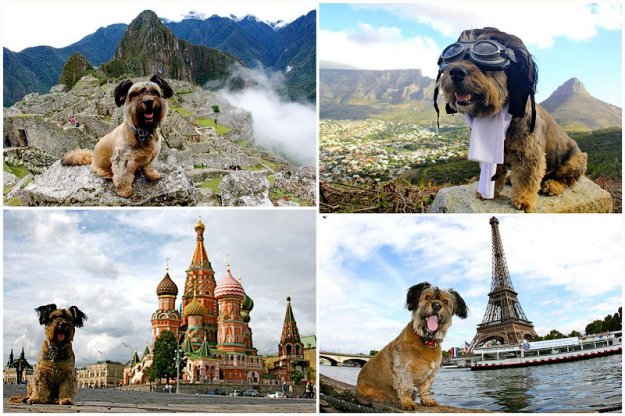 Оскар – пес-путешественник