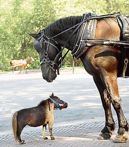 Самая маленька лошадка в мире