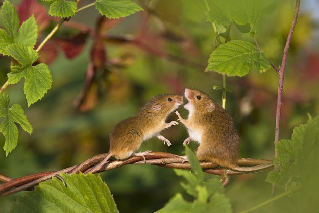 Мыши-малютки