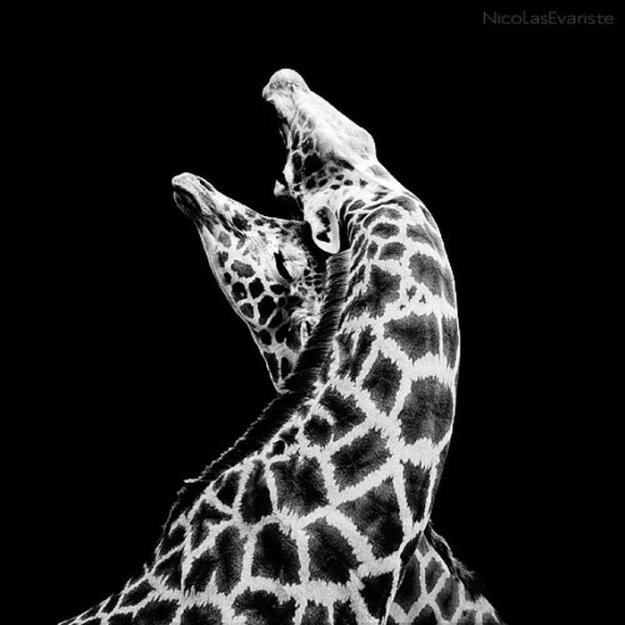 Черно-белые фотографии животных