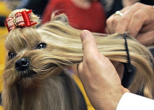 The Westminster Kennel Club Dog Show