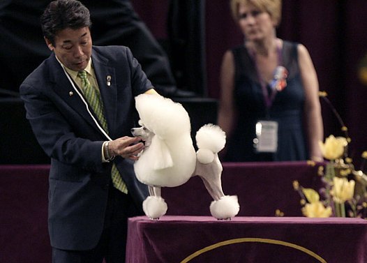 The Westminster Kennel Club Dog Show