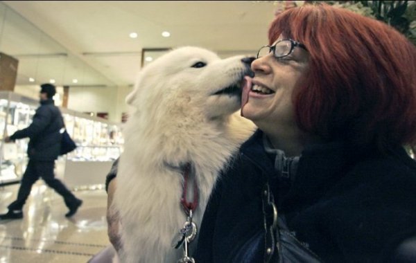 The Westminster Kennel Club Dog Show