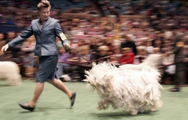 The Westminster Kennel Club Dog Show