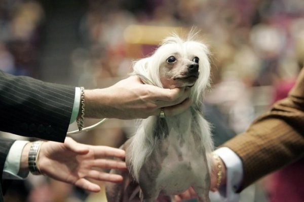 The Westminster Kennel Club Dog Show