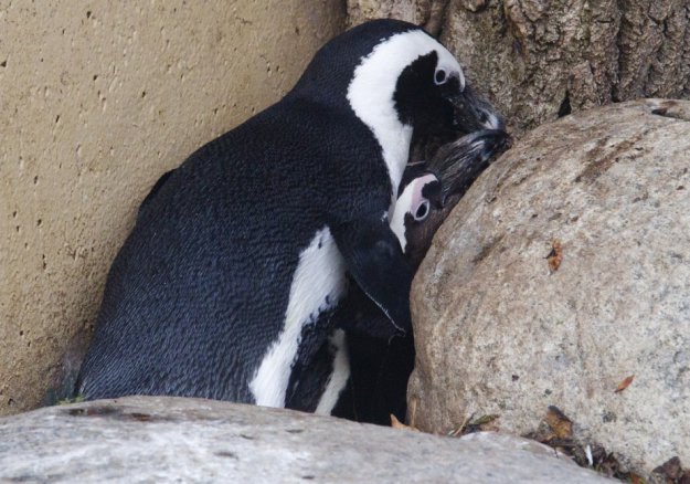 Пингвины геи Канадского зоопарка