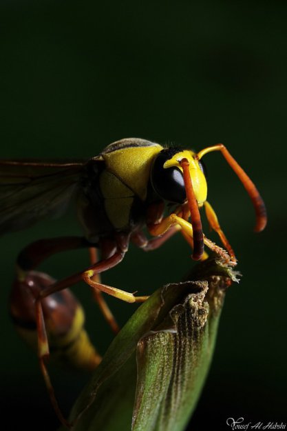 Гигантские насекомые на макрофотографиях Yousef Al Habshi