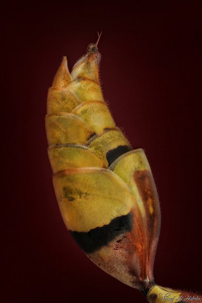 Гигантские насекомые на макрофотографиях Yousef Al Habshi