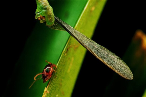 Плотоядная гусеница Eupithecia orichloris