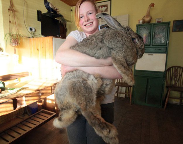 Кролик-гигант весит как трехлетний ребенок (ФОТО)