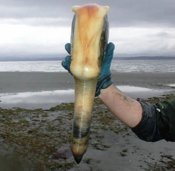 Самый большой моллюск (17 фото)