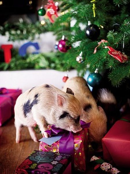 Рождество и маленькие свинки