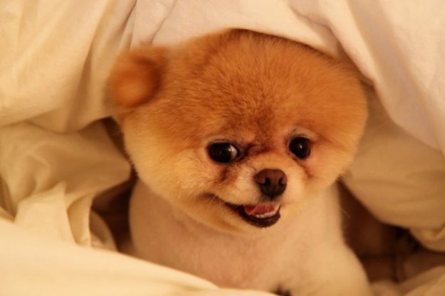Собачка Boo - самая популярная собака Фейсбука