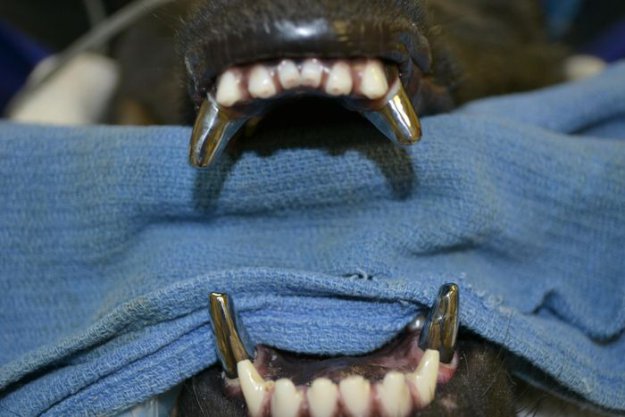 Титановые зубы собаки...