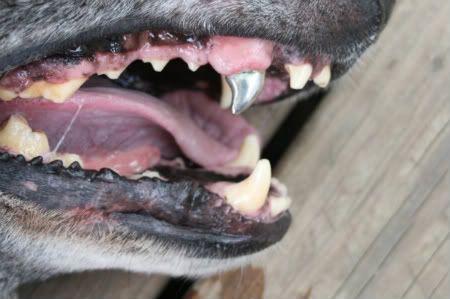 Титановые зубы собаки...