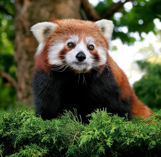Mozilla Firefox - Красная панда